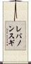 レバノンスギ Scroll