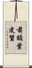 前額葉皮質 Scroll