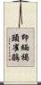 印緬褐頭雀鶥 Scroll