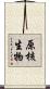原核生物 Scroll