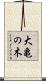大亀の木 Scroll