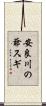 安良川の爺スギ Scroll