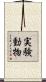 実験動物 Scroll