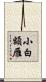 小白額雁 Scroll