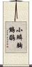 小鱗胸鷦鶥 Scroll