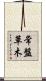 常盤草木 Scroll