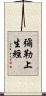 彌勒上生經 Scroll