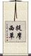 提摩西草 Scroll
