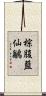 棕腹藍仙鶲 Scroll