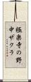 極楽寺の野中ザクラ Scroll