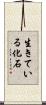 生きている化石 Scroll