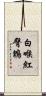 白喉紅臀鵯 Scroll