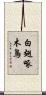白翅啄木鳥 Scroll