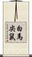 白馬尖鼠 Scroll