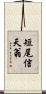 短尾信天翁 Scroll