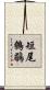 短尾鷯鶥 Scroll