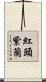 紅頭紫蘭 Scroll