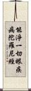 能淨一切眼疾病陀羅尼經 Scroll