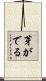 芽がでる Scroll