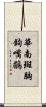 華南斑胸鉤嘴鶥 Scroll