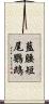 藍腰短尾鸚鵡 Scroll