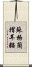 蘇格蘭摺耳貓 Scroll
