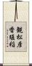 観松彦香殖稲 Scroll