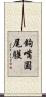 鉤嘴圓尾鸌 Scroll