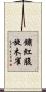 鏽紅腹旋木雀 Scroll