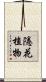 隱花植物 Scroll