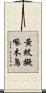 黃紋擬啄木鳥 Scroll