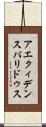 アエクィデンスパリドゥス Scroll