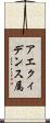 アエクィデンス属 Scroll
