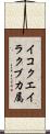 イコクエイラクブカ属 Scroll
