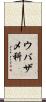 ウバザメ科 Scroll