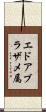 エドアブラザメ属 Scroll