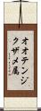 オオテンジクザメ属 Scroll