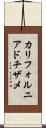 カリフォルニア・ドチザメ Scroll
