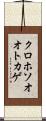 クロホソオオトカゲ Scroll
