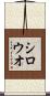 シロウオ Scroll