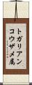 トガリアンコウザメ属 Scroll
