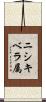 ニシキベラ属 Scroll