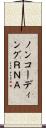 ノンコーディングＲＮＡ Scroll