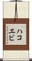 ハコエビ Scroll