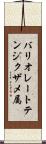 バリオレートテンジクザメ属 Scroll