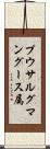 プウサルグマングース属 Scroll