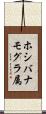 ホシバナモグラ属 Scroll