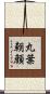 丸葉朝顔 Scroll