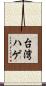 台湾ハゲ Scroll