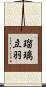 瑠璃立羽 Scroll
